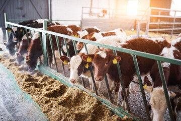 Курганские аграрии обсудили меры поддержки животноводства 