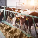 Курганские аграрии обсудили меры поддержки животноводства